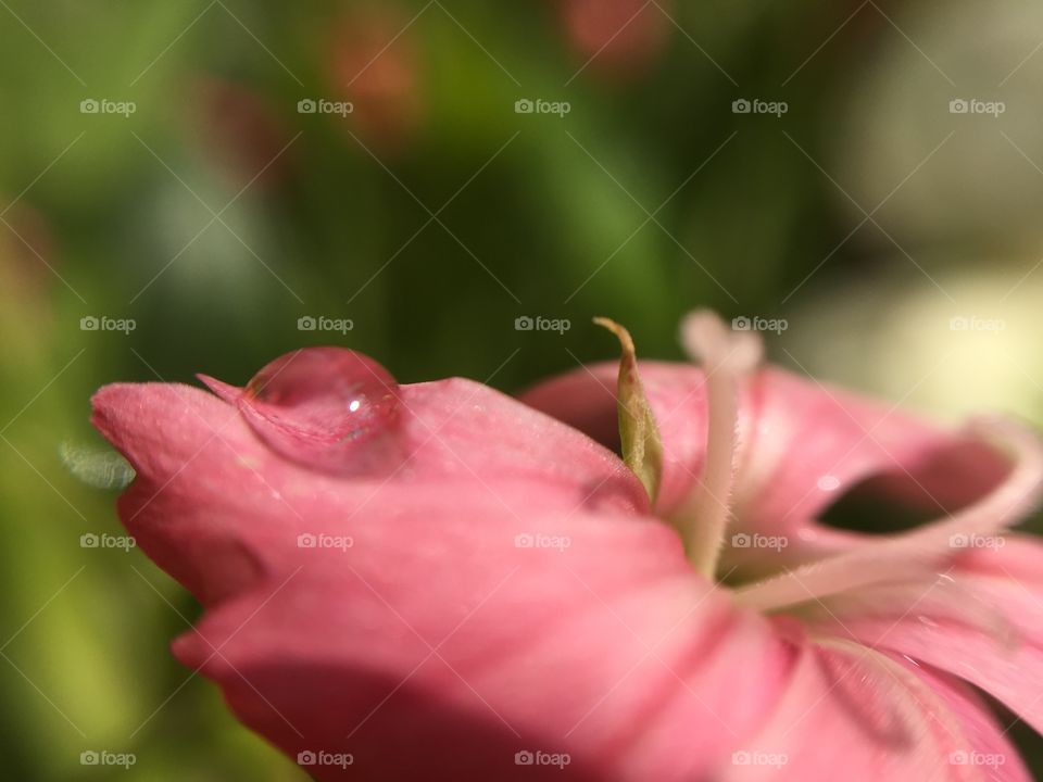 Flower and water drops