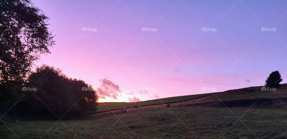 Purple sunset over fields and trees