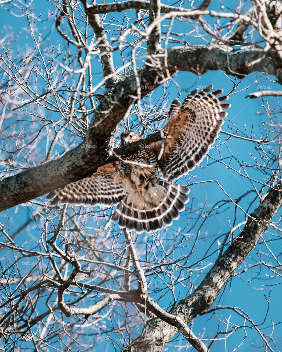 Red shoulder Hawk in a winter Day 