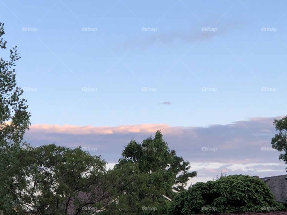 Evening trees and sky