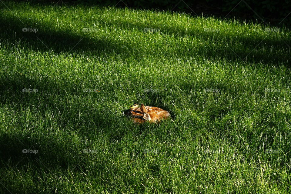 Hiding in the Green Shadows 
