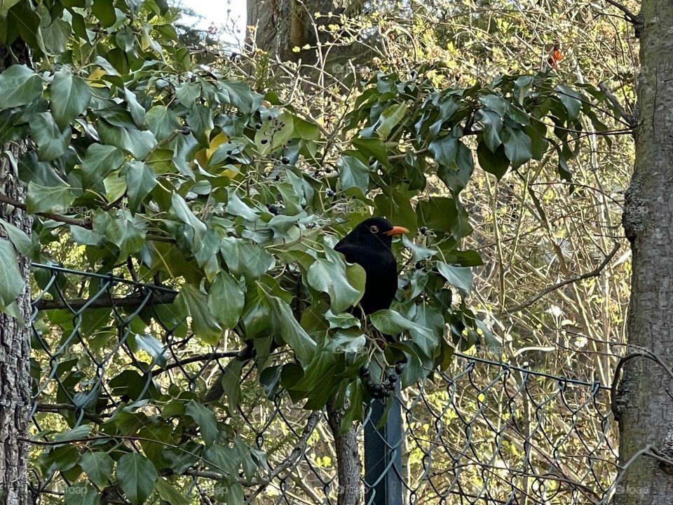 Blackbird sitting in a branch of a tree on a fence.