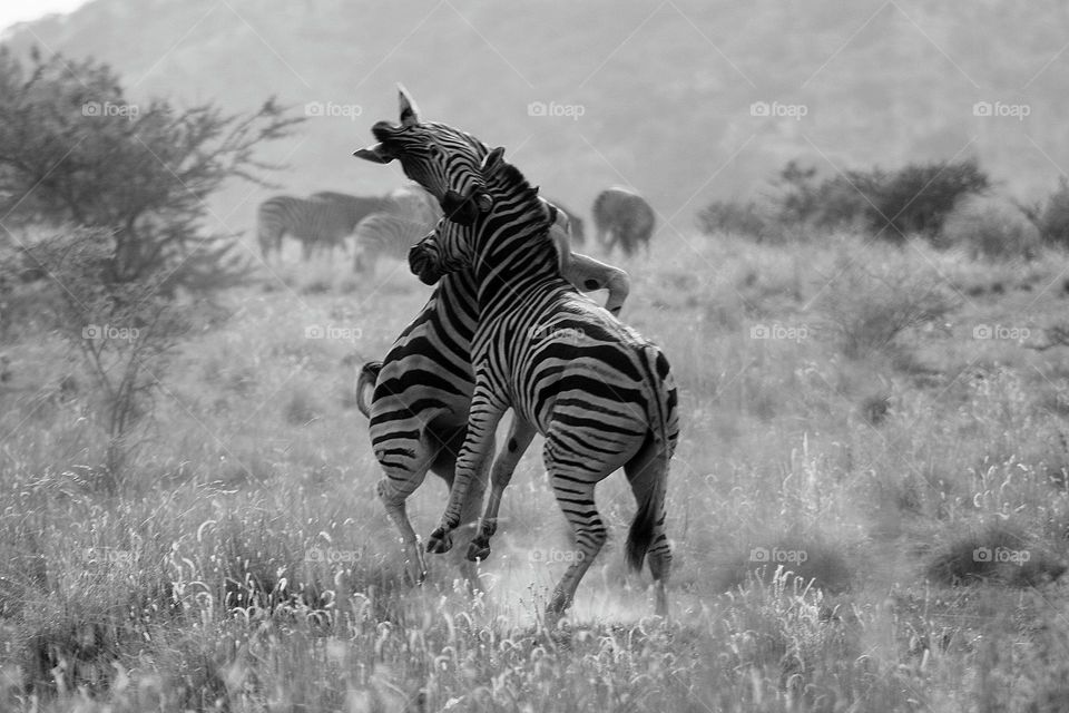 zebras playing.