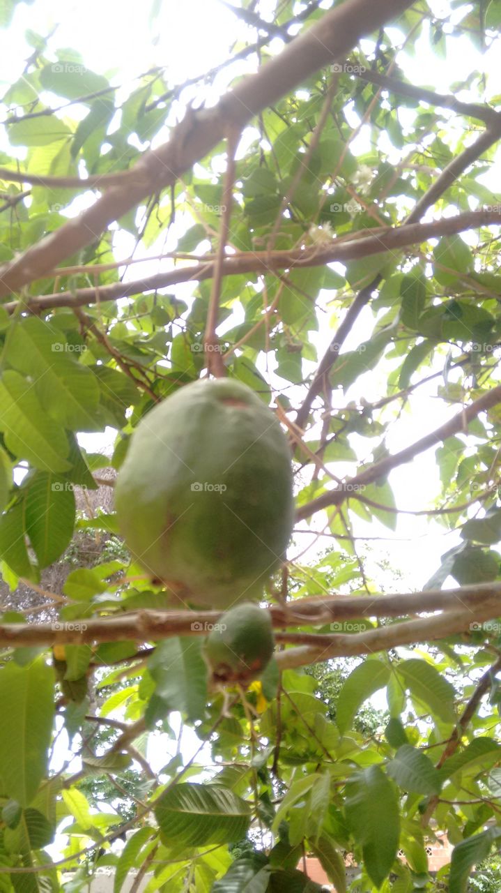 fruto (goiaba verde)