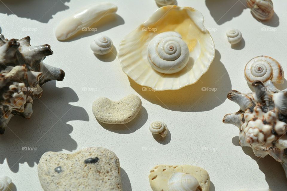 High angle view of seashells