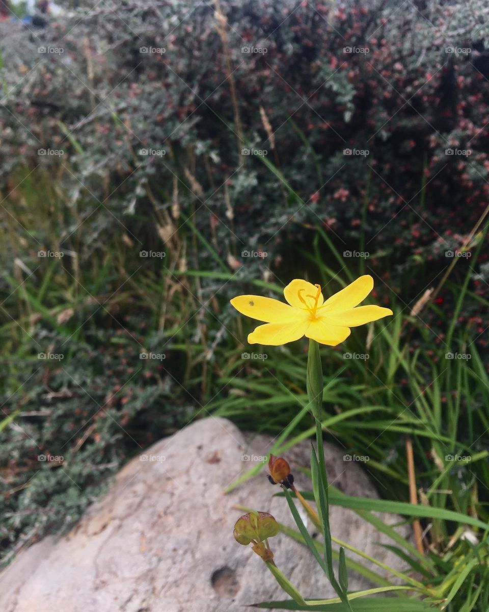 Singular yellow flower blooming as spring approaches. Backed by a rock and bush.
