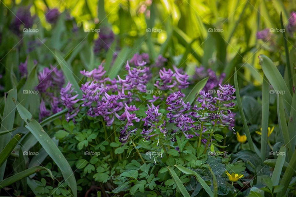 Spring blue bells flowers