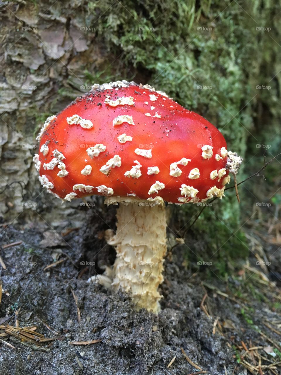 Röd flugsvamp, Fly agaric mushroom, Getåravinen Nature Reserve