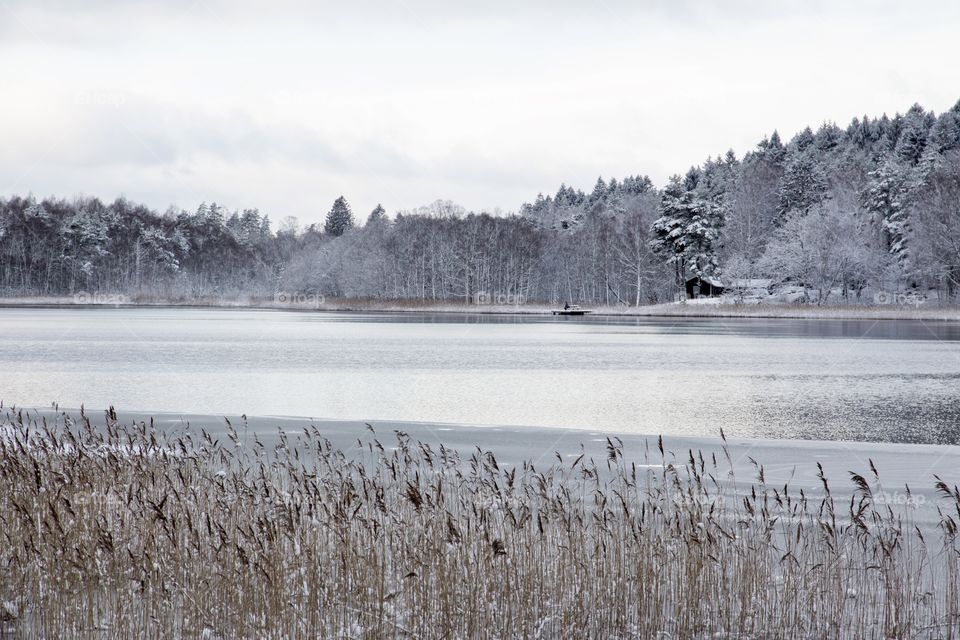 Winter landscape in the forest, view of reeds in the lake - vinter, utsikt över sjö, vass och skog