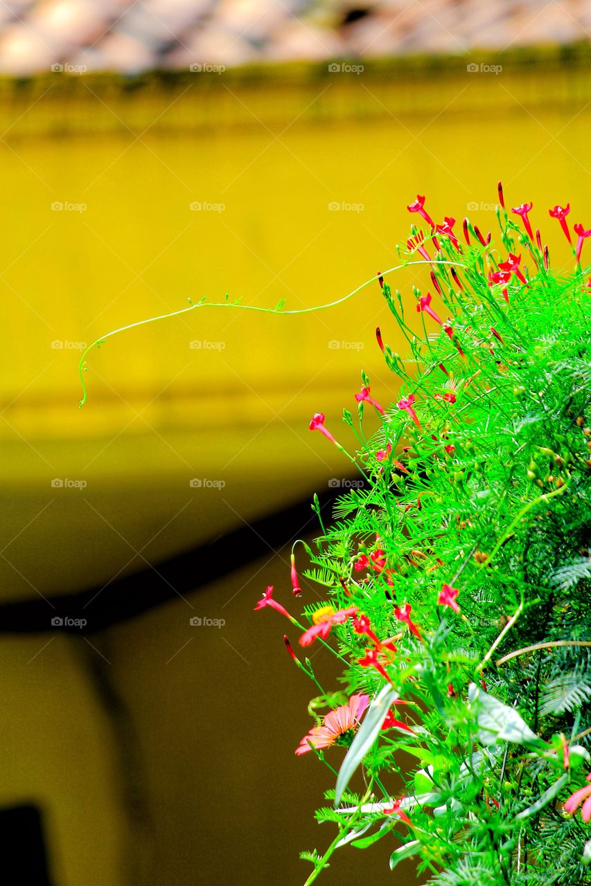 bunga pun berkembang