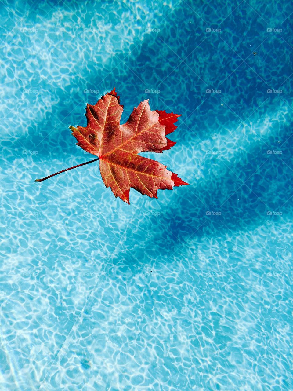 Red Maple leaf floating on water in a swimming pool. 