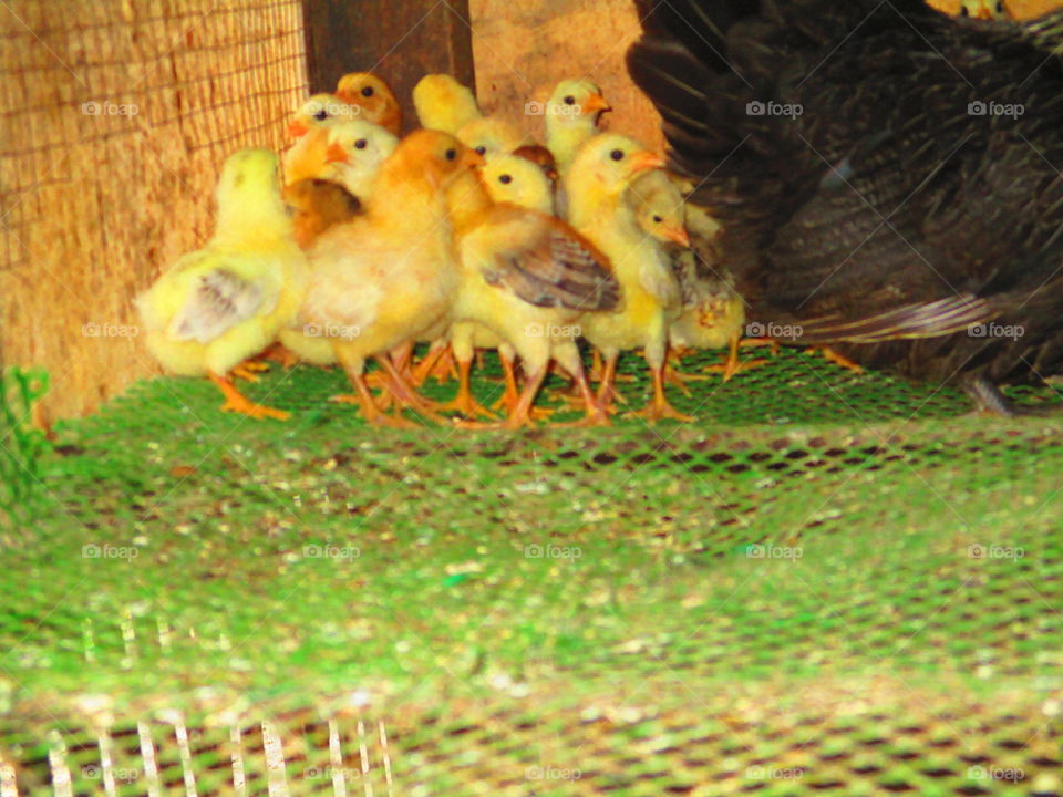 baby chicks