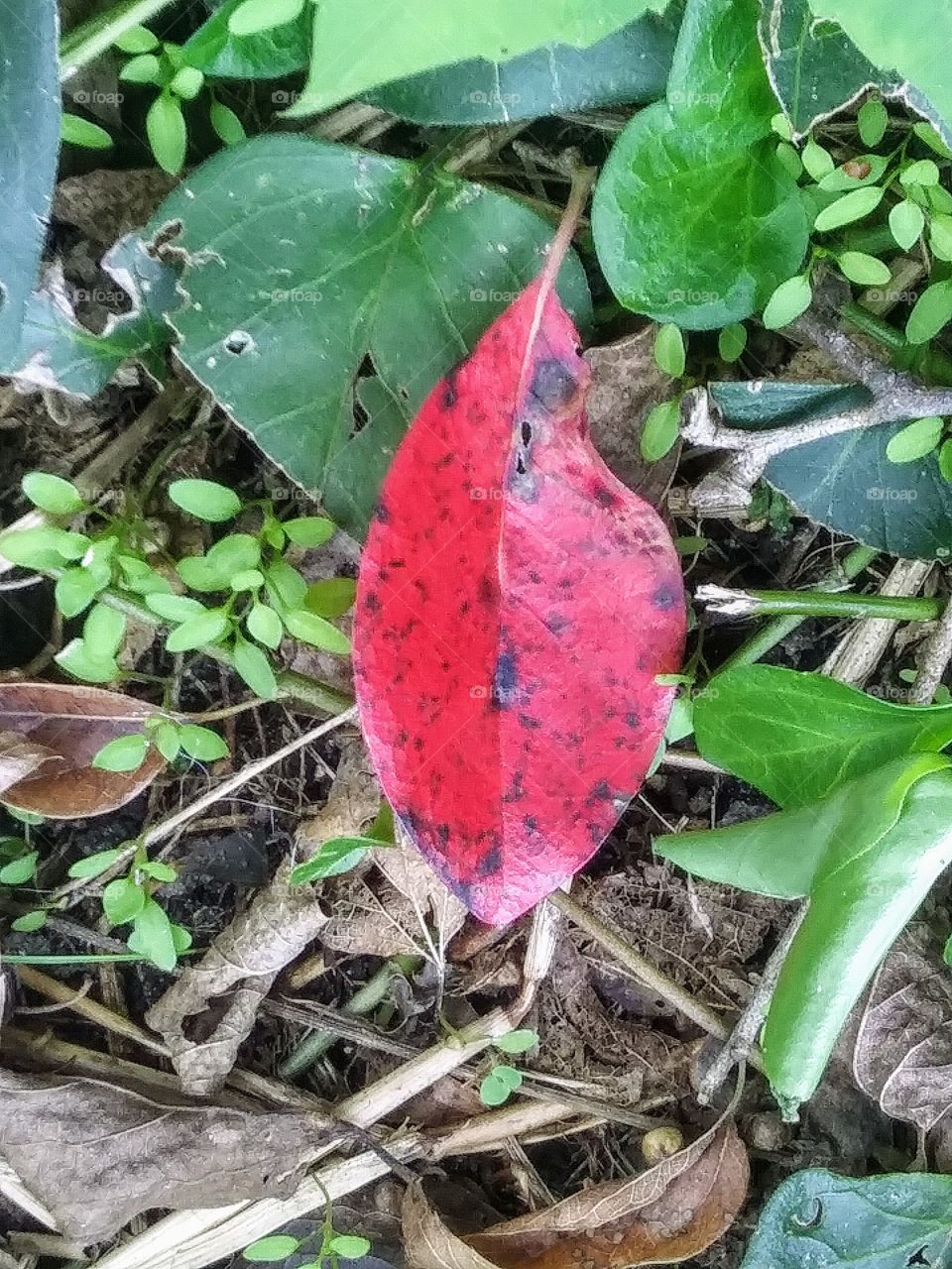 red leaf