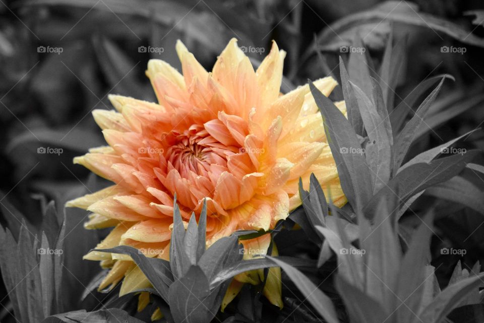 Color Study. Color Study