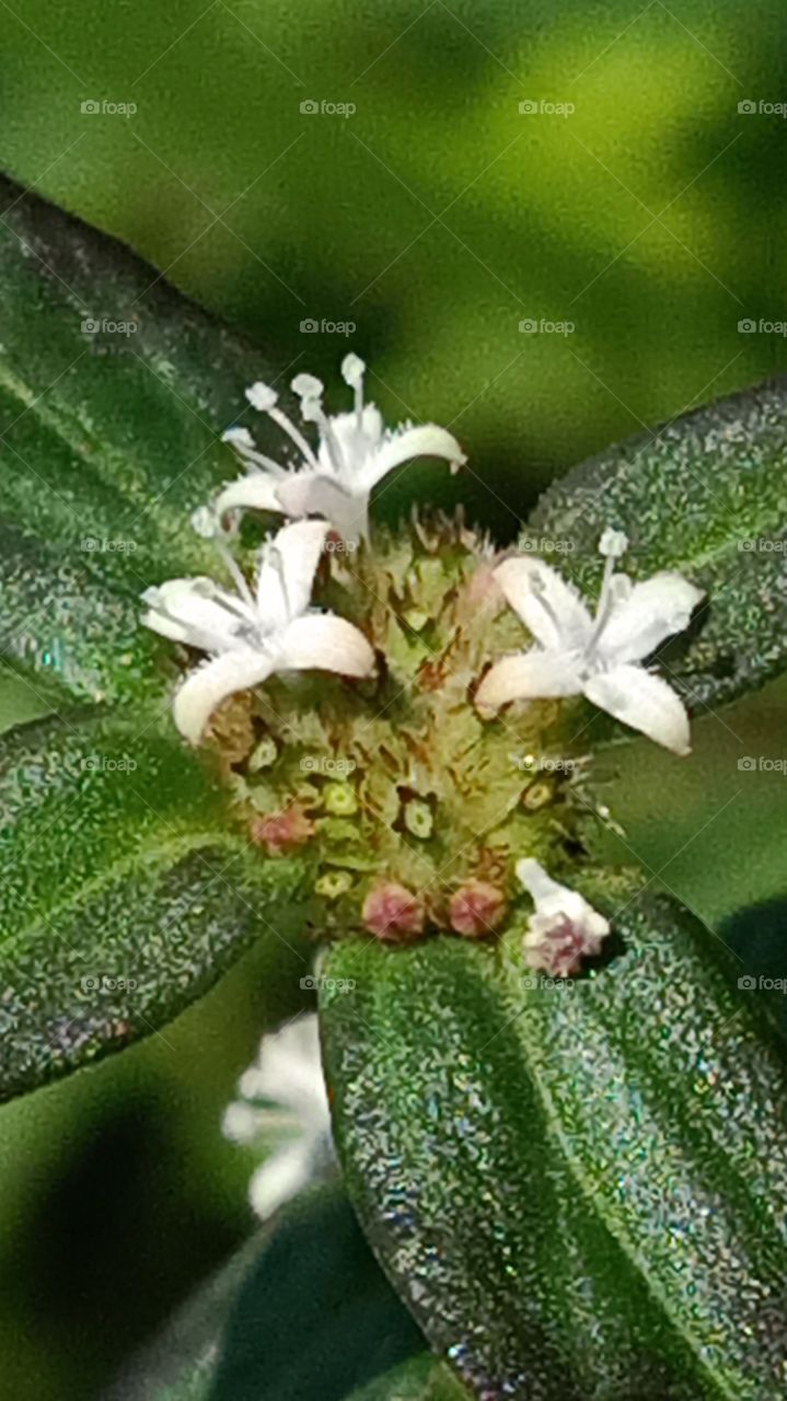 white cute lill flower