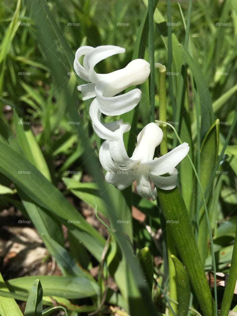 White spring flower