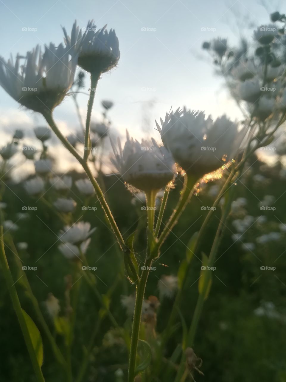 Blue and White