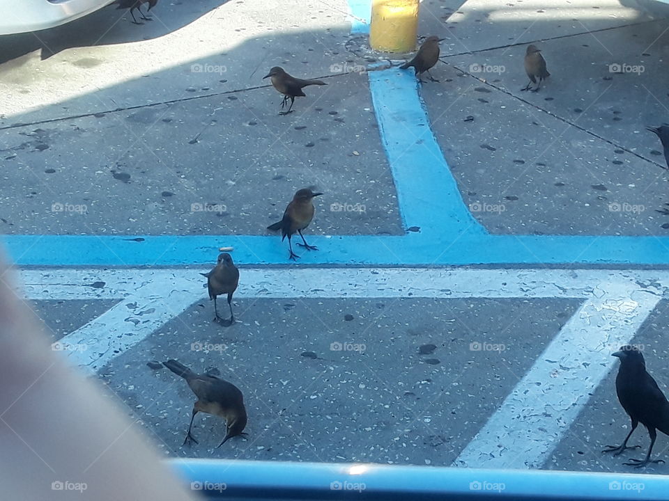 I was at my local Wal-Mart and my daughter's seen the birds. They always wanna feed them and I had the window lower a little and she threw out some bread and all the birds just came at once, they were on top of my vehicle and the one in front of me.  We couldn't get out, I threw a piece of ice and one came and tried to get it,but it kept slipping out there mouth.