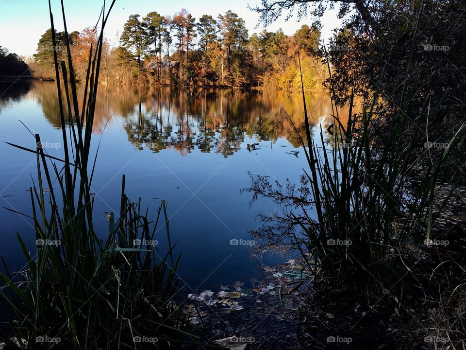 Reeds by Yates Mill Pond