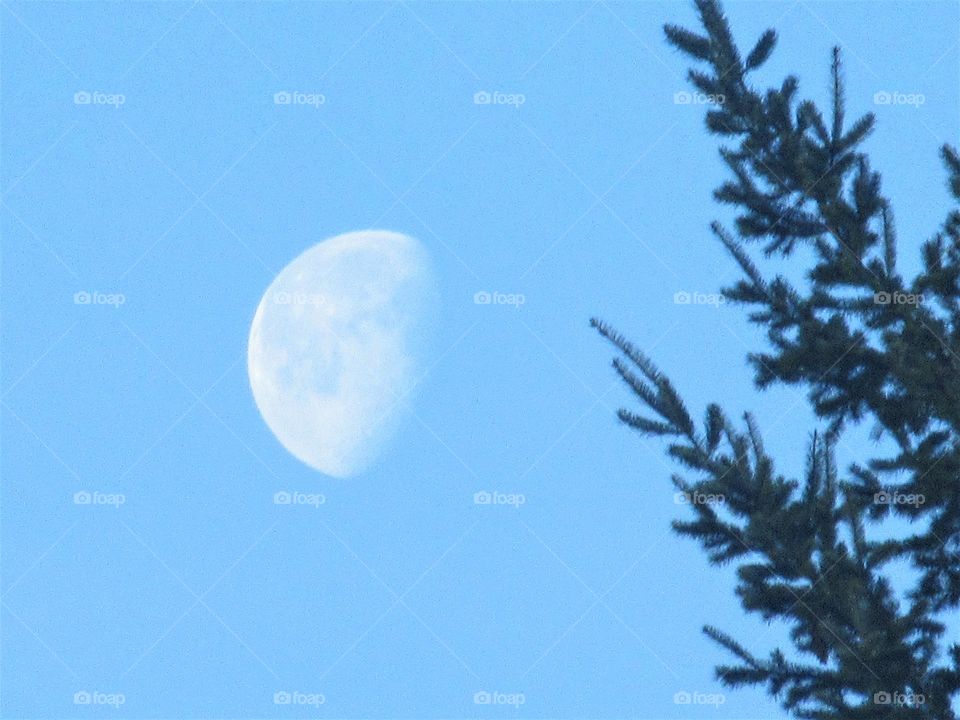 waning moon and tree