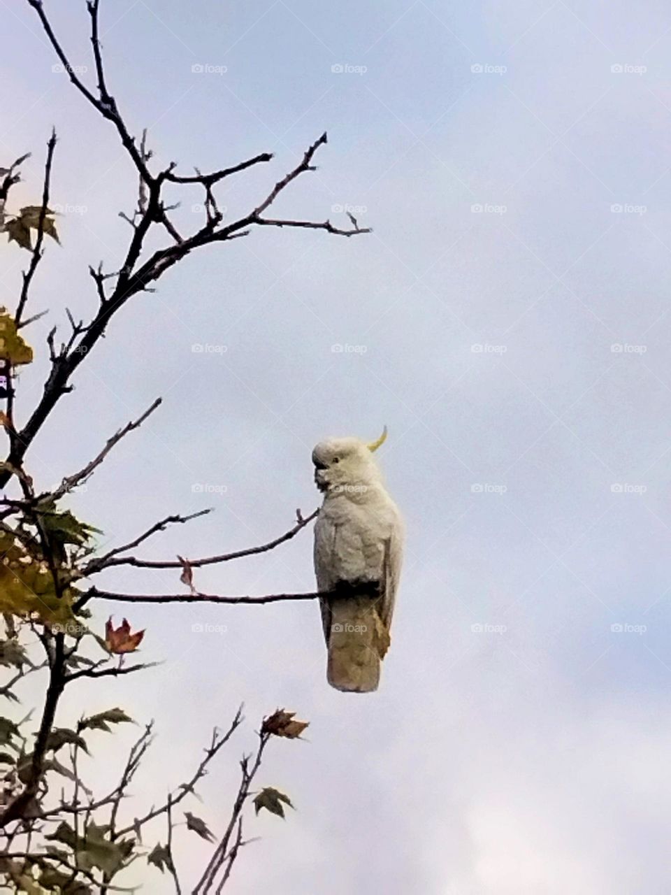 From the ground looking up at a cockatoo in a Tree