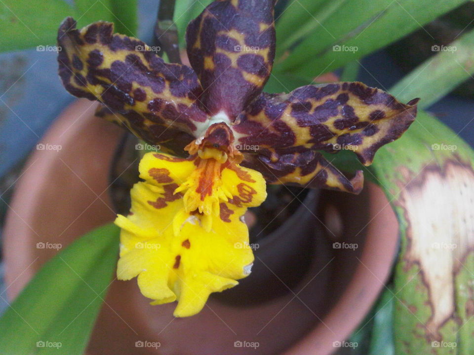 Hard petal Orchid