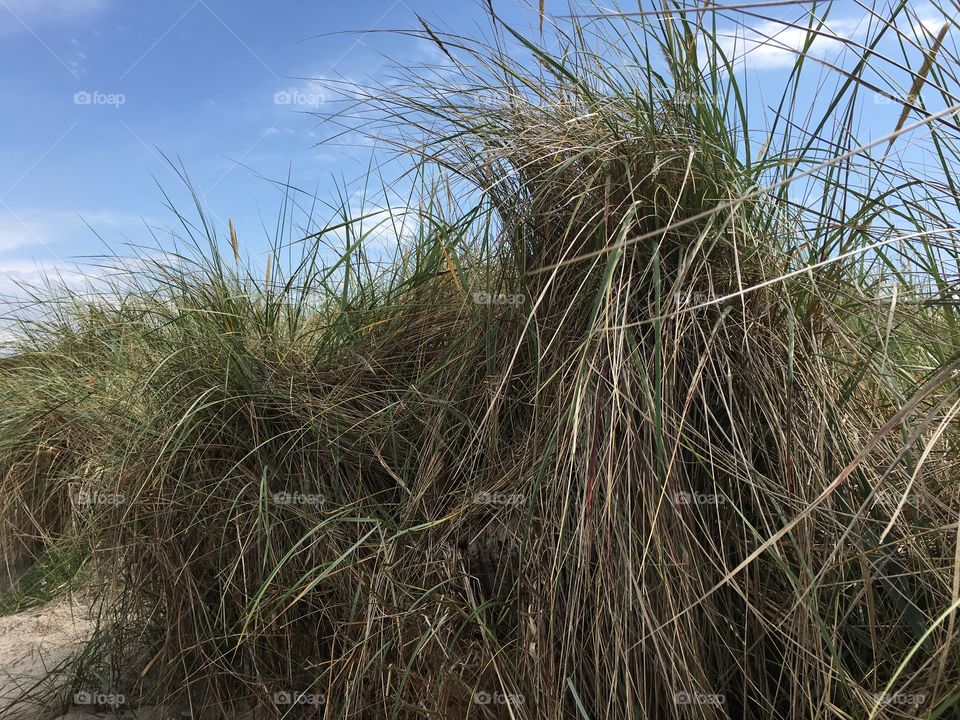 Beach grass
