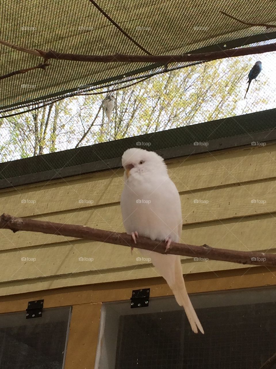 White Parakeet