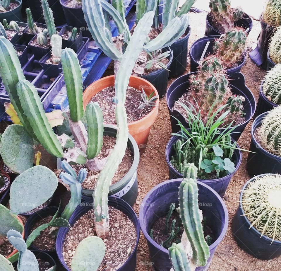 Greenhouse Cacti