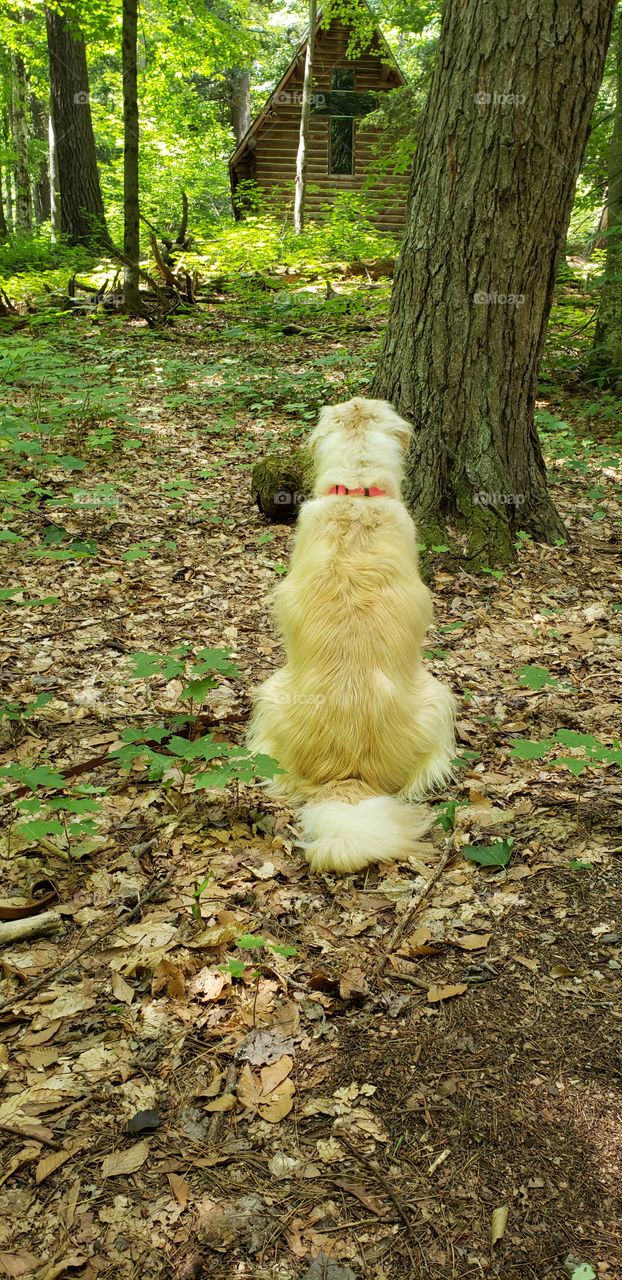 I'll say a little prayer for you. A little chapel in the woods at Hartwick Pines state park in Michigan.