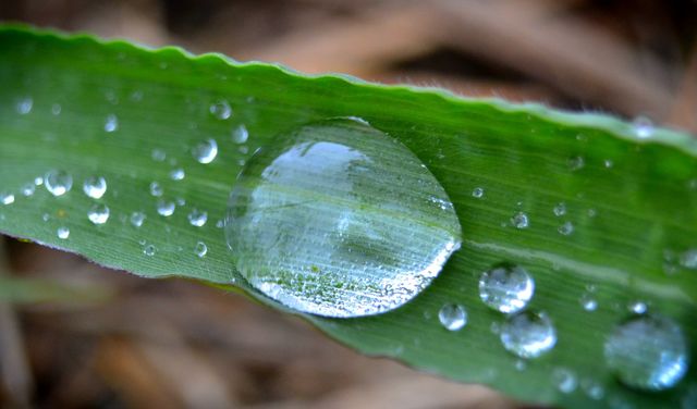 Water drop on leaf