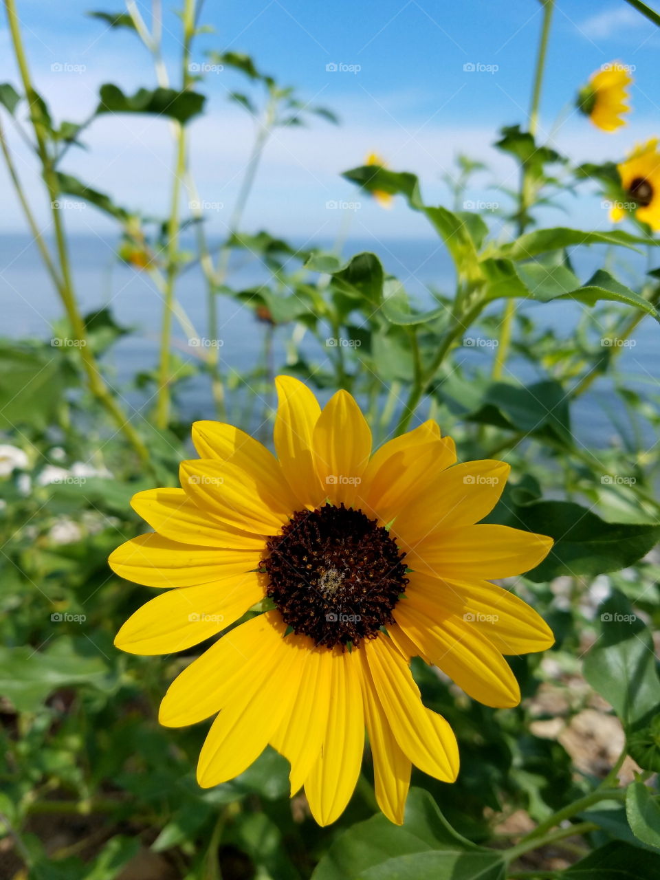 Sunflower at lake michigan