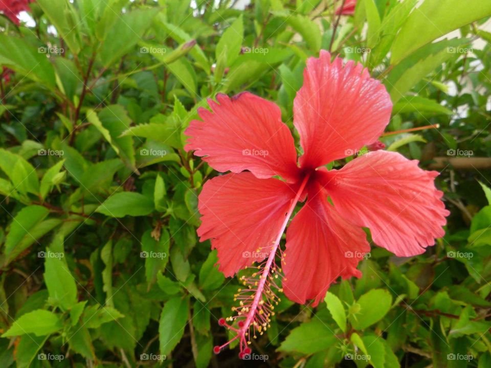 Hibiscus Closeup