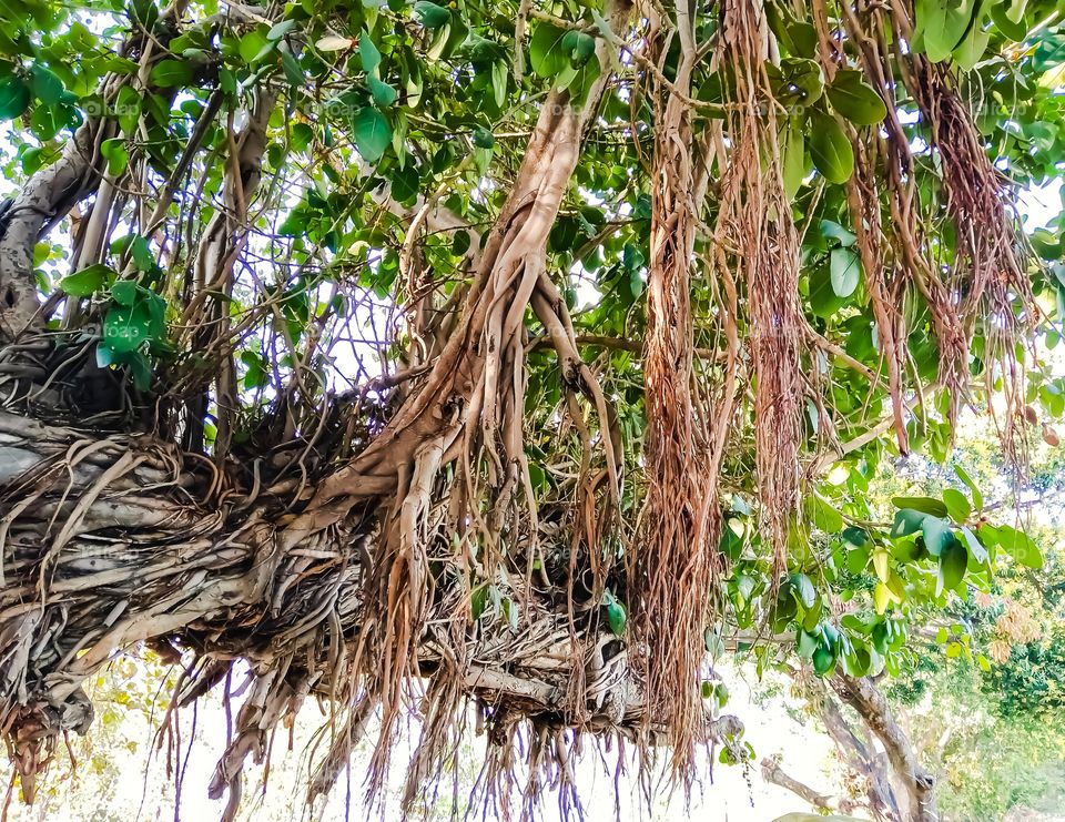 Hanging root of banyan tree awesome image india