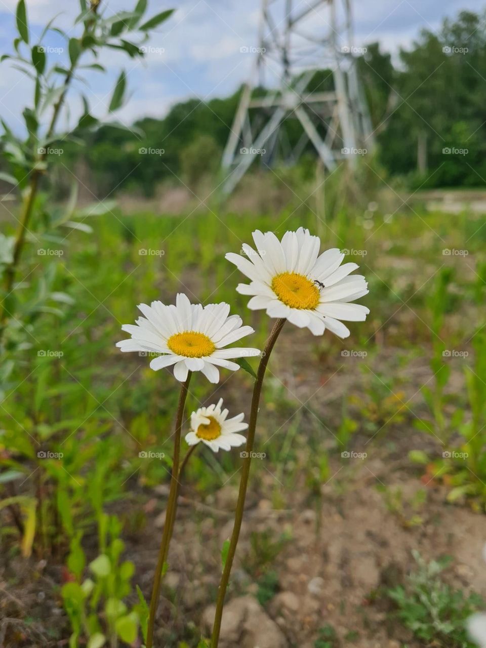 White flowers