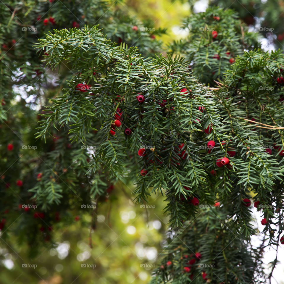 red conifer fruits