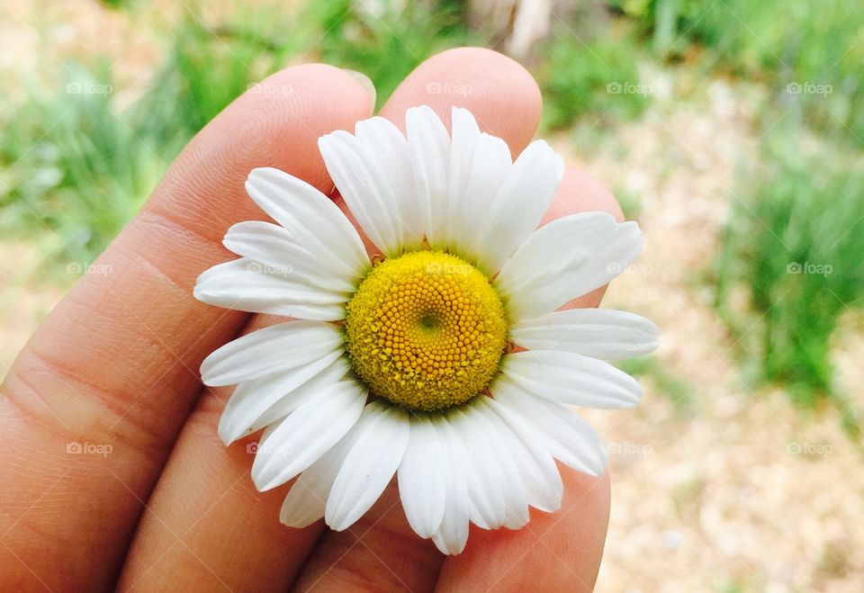 Flower close up. Summer 