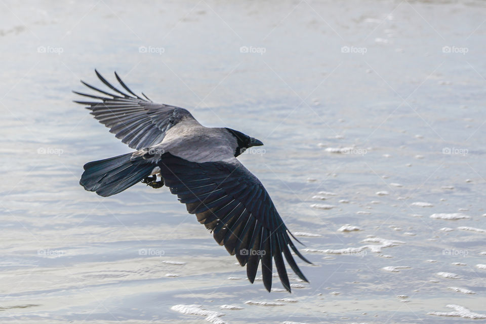 gray crow with wide wings flies low along the Baltic Sea shore