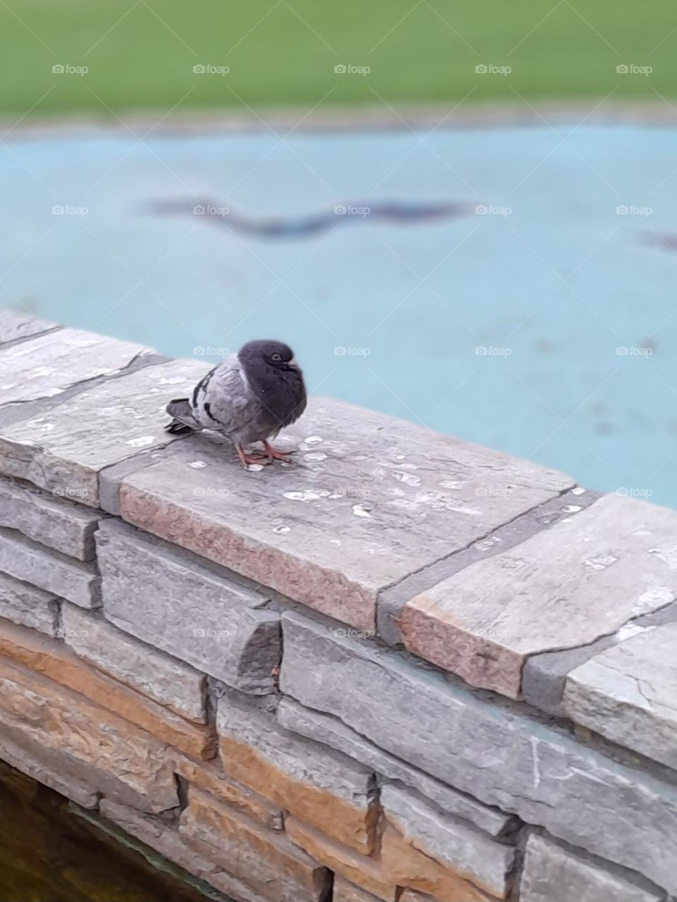 a lonely pigeon trying to sleep
