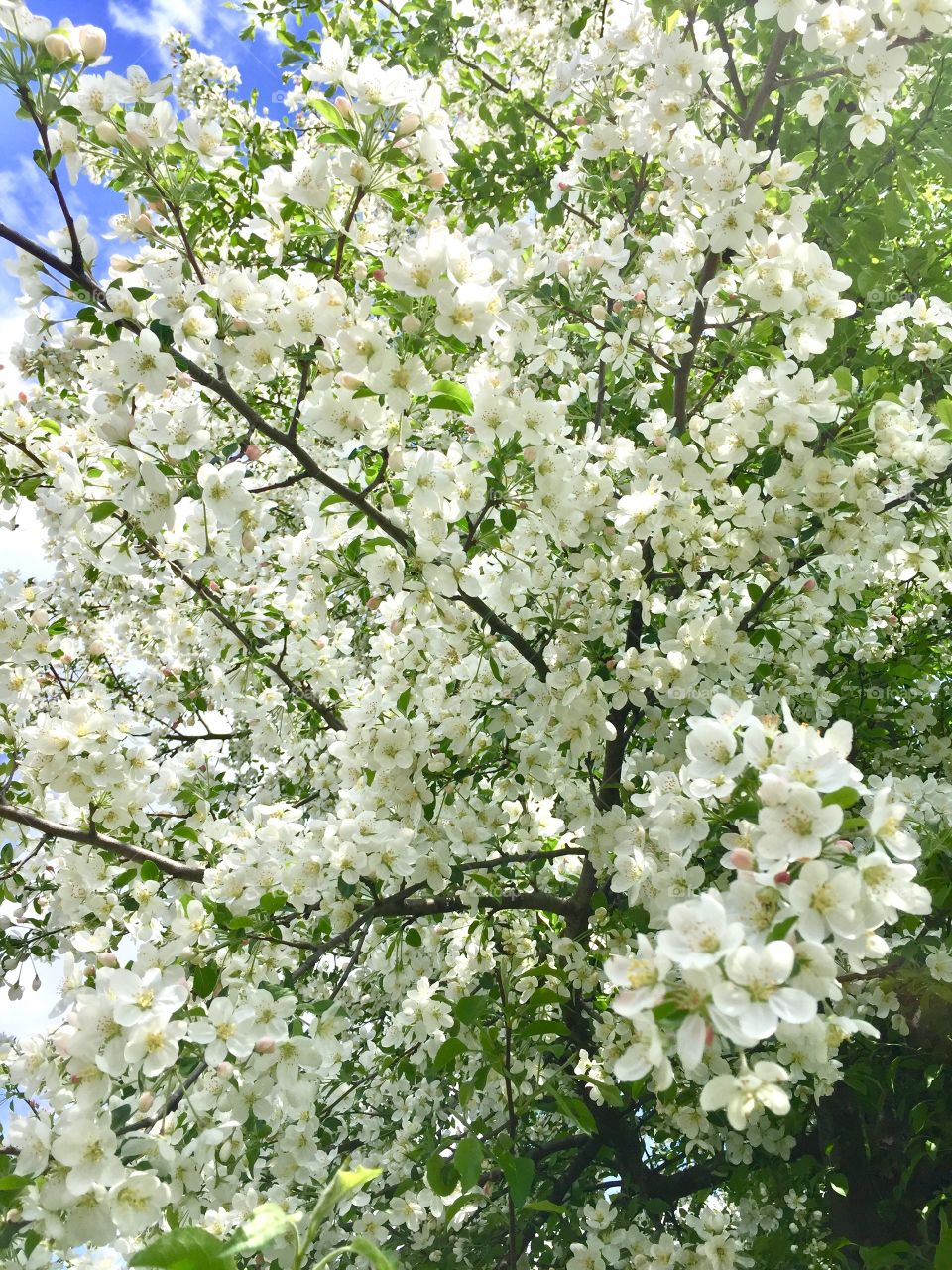 Tree blooms