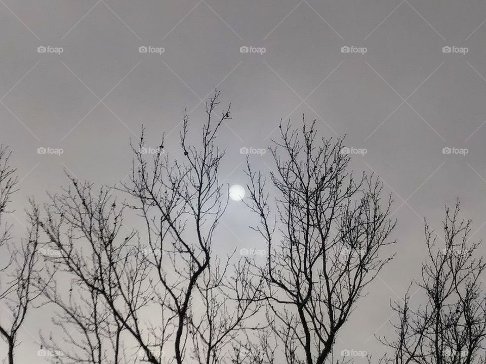 winter sun captured in the branches of a tree