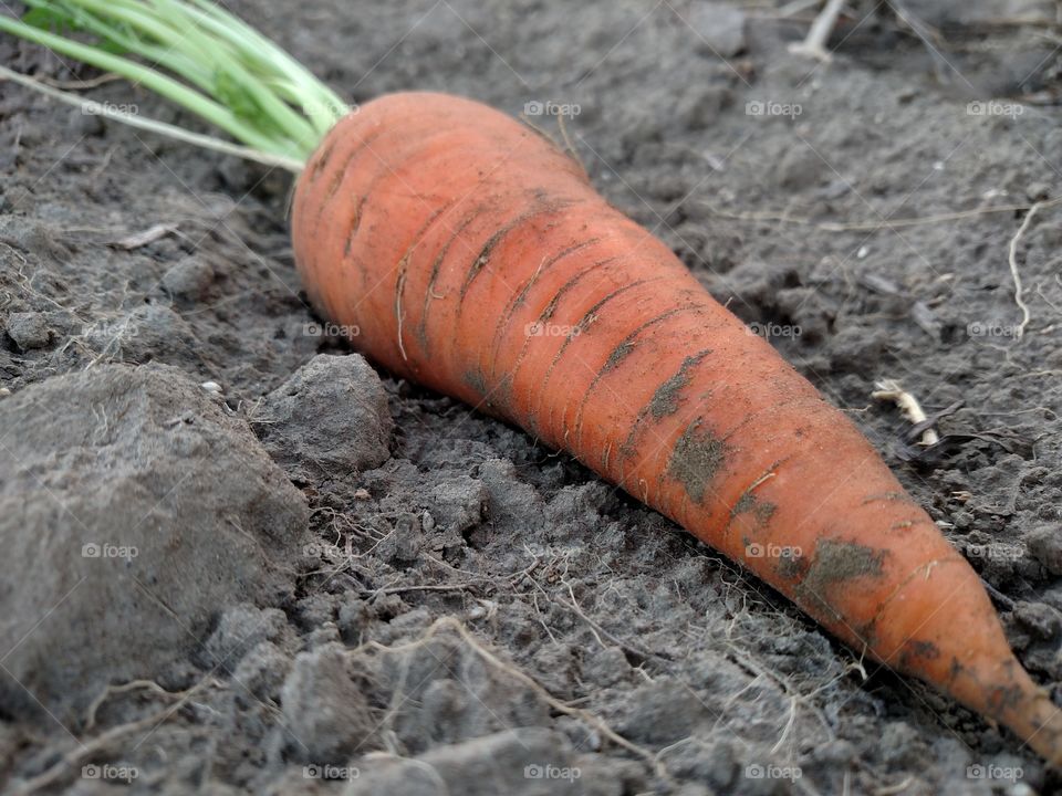 Carrot of orange color.