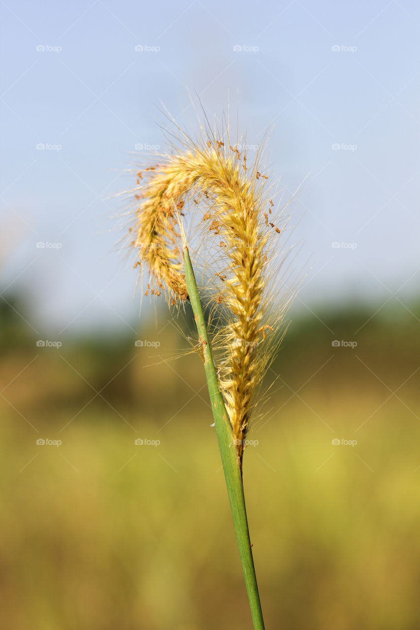 Coarse grass in Bogor, West Java, Indonesia