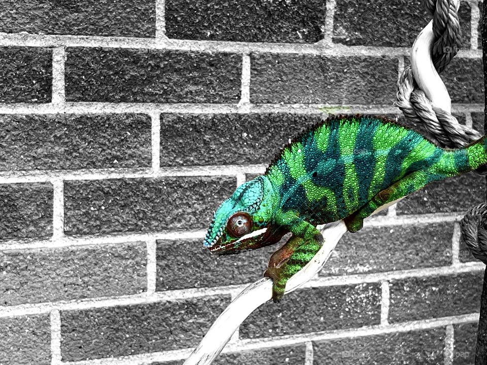 Chameleon 