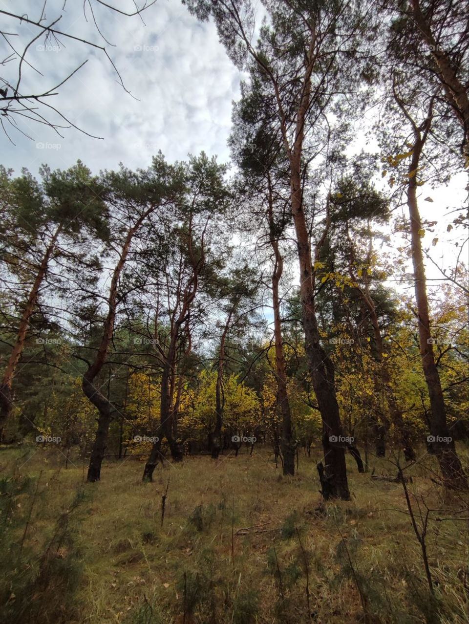 Photo of autumn forest