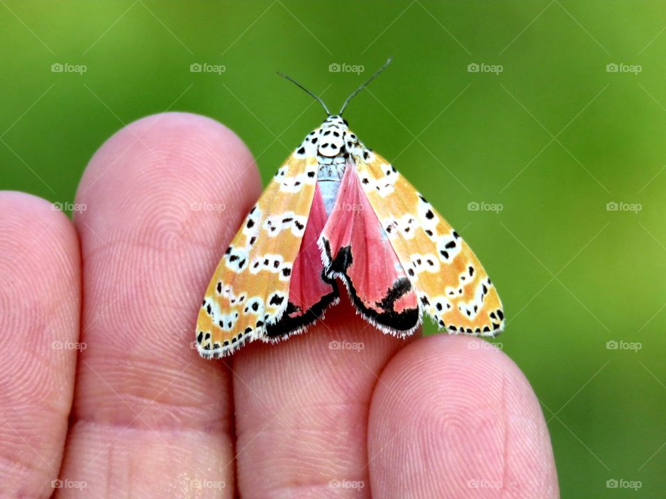 rattlebox moth