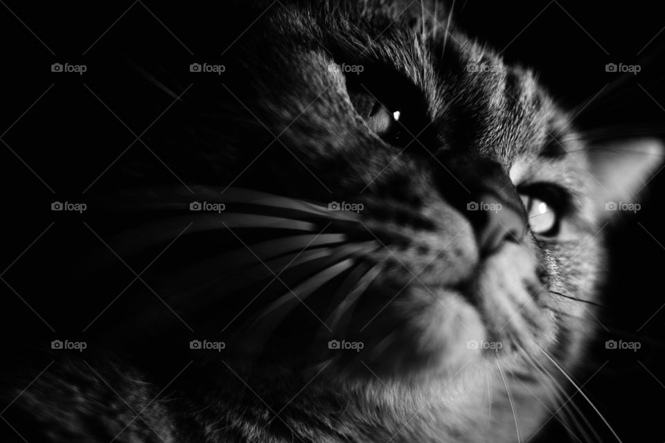 Extreme close-up of a cat