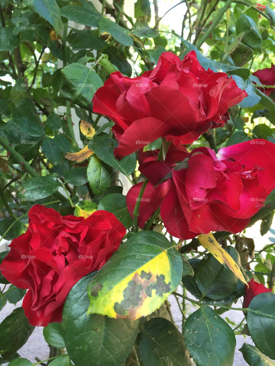 Roses in the garden 