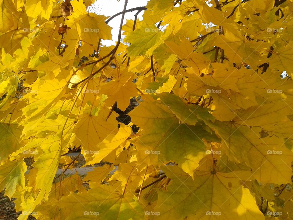 the yellow maple leafs on the tree.