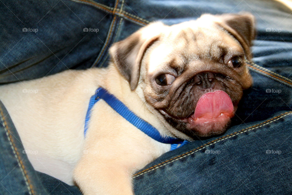 Pug dog puppy looking cute with tongue out